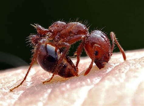 How To Kill Red Imported Fire Ants What To Know