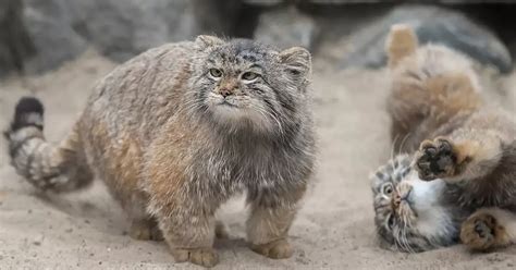 Extremely rare wildcat species found on mount Everest