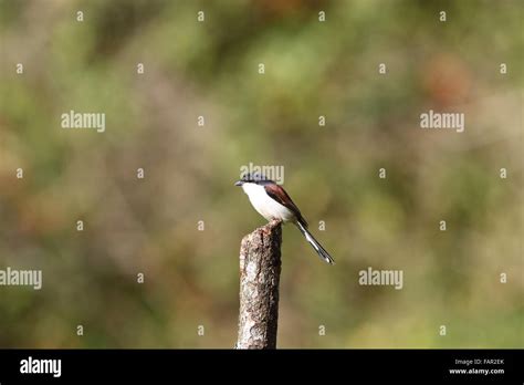 Burmese Shrike Lanius Collurioides In South Vietnam Stock Photo Alamy