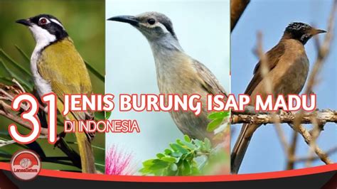 31 Burung Isap Madu Di Indonesia YouTube