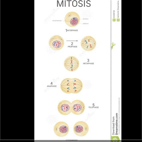 Your Model Should Clearly Illustrate Cellular Division Mitosis As