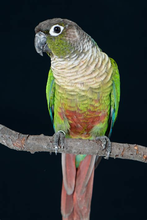 Green-cheeked Conures – Avian Resources