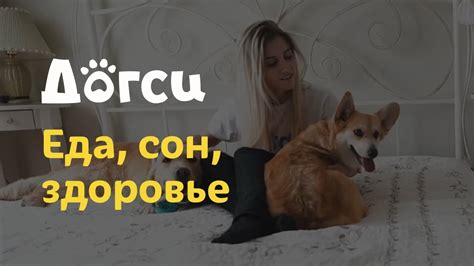 4. Инструкция догситтера Догси – Еда, сон, здоровье / dogsy.ru #собаки ...