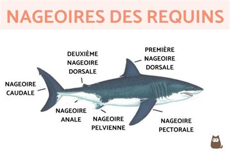 Anatomie Du Requin Guide Complet