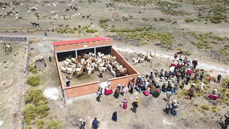 ABI Productividad de carne y fibra de camélidos mejora en Bolivia y