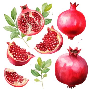 Pomegranate Watercolor Clip Art Fruit Watercolor Fruit Red Png