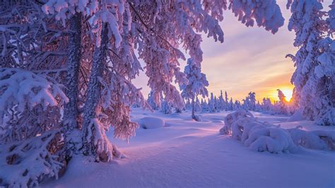 Fondos de pantalla naturaleza invierno puesta de sol Árboles