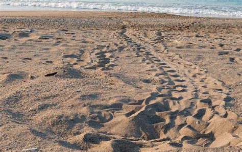 Come Riconoscere Un Nido Di Tartarughe Marine In Spiaggia