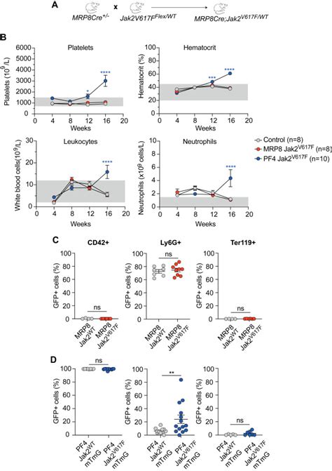 Platelets And Neutrophils Cooperate To Induce Increased Neutrophil