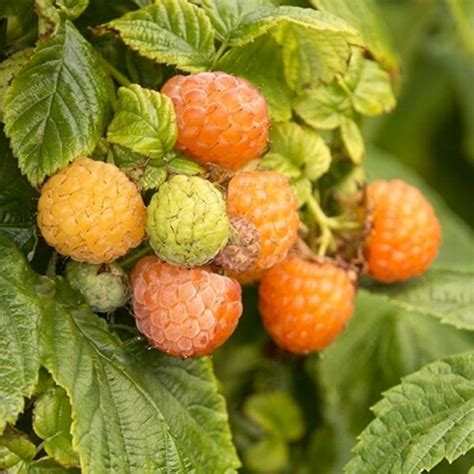 Fall Gold Raspberry Bush For Sale Nature Hills Nursery