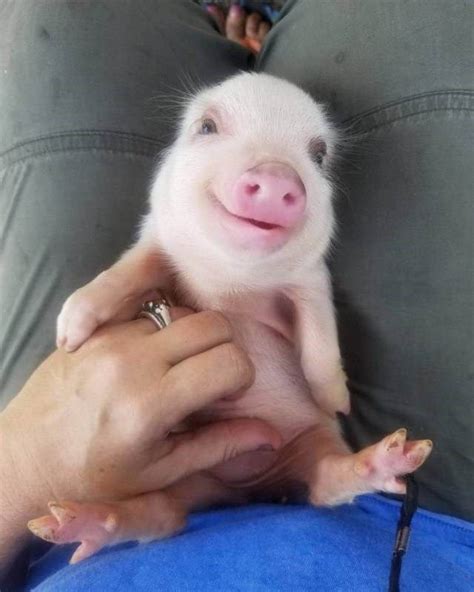 Cute Baby Pig Pictures