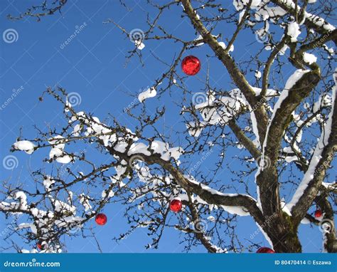 Decorated Christmas Tree With With Red Xmas Baubles Stock Photo Image