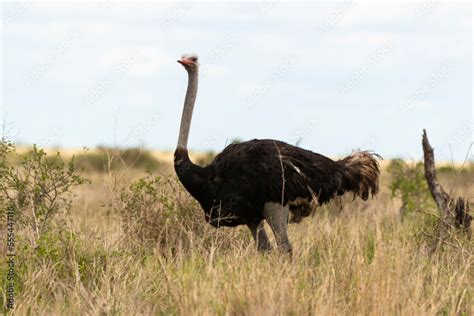 Autruche d Afrique male Struthio camelus Common Ostrich Désert du