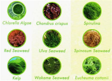 New Life Spectrum AlgaeMax: 9 Different Seaweed Varieties for Your ...