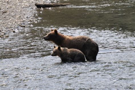 Grizzly Bear Tour Of Campbell River Vancouver Island