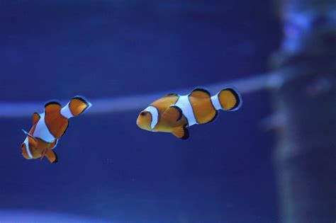 Clownfish Nemo Amphiprioninae - Free photo on Pixabay - Pixabay