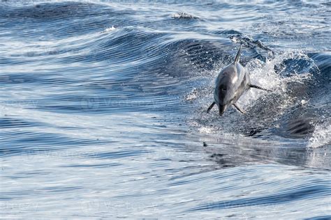 common dolphin jumping outside the ocean 12212598 Stock Photo at Vecteezy