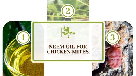 Neem Oil For Chicken Mites Steps For Proper Usage Evergreen Seeds