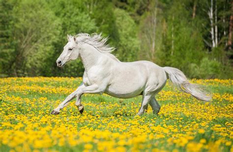 Beautiful White Horse Running – WallMonkeys.com