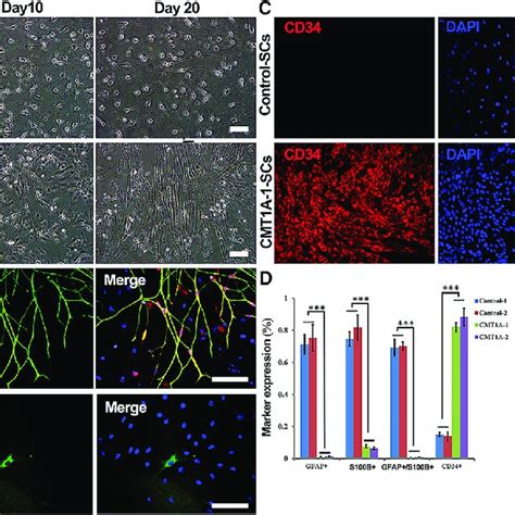 Immunostaining Of NCSCs Subjected To Schwann Cell Differentiation