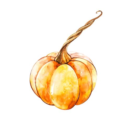 Premium Photo Pumpkin Hand Drawn Watercolor Painting On White