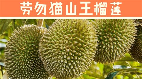 马来西亚彭亨劳勿猫山王榴莲 Musang King Durian Raub Pahang YouTube