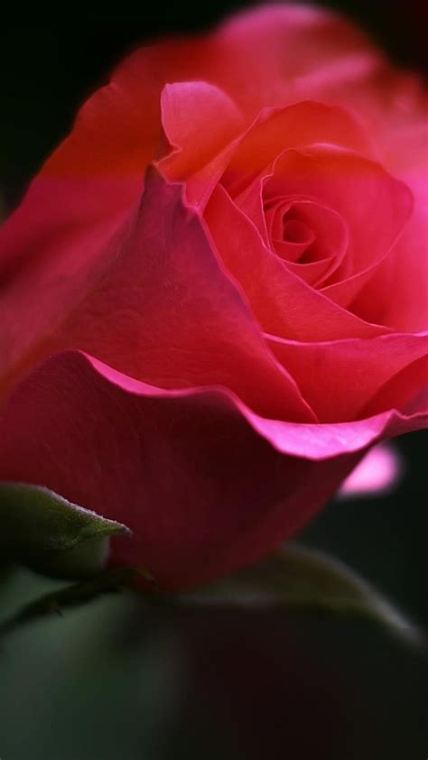 Rose bud, rose bud, flower, pink, love, background, lockscreen, dark ...