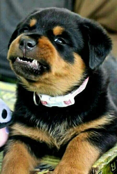 Rottweiler Wallpaper Angry Rottweiler Puppy - Pets Lovers