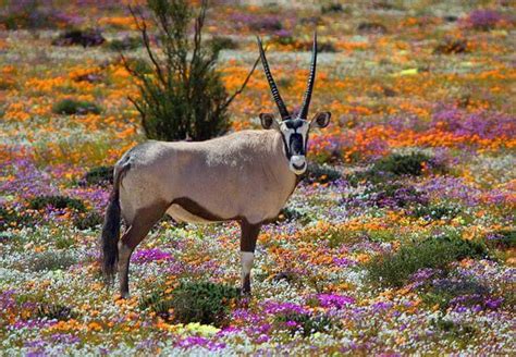 Tout Savoir Sur La Floraison En Afrique Du Sud South African Travellers