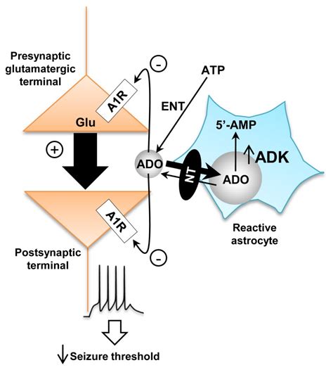 Figure The Activity Change Of Adenosine Kinase Adk In Reactive