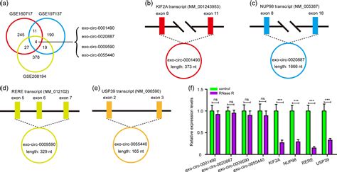 Exosomal Circ 0020887 And Circ 0009590 As Novel Biomarkers For The