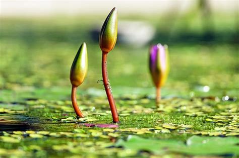 Water Lilies Bud Pond Free Photo On Pixabay