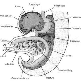 (PDF) Mesorectum. Implications of an Anatomy and Surgical Concept