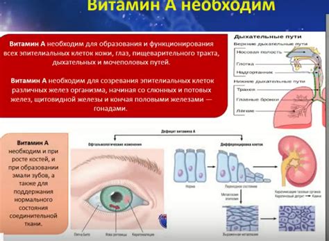 Витамин А, витамин Е | форум Babyblog