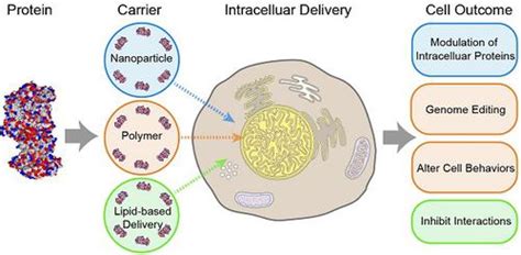 Protein Delivery Into The Cell Cytosol Using Non Viral Nanocarriers