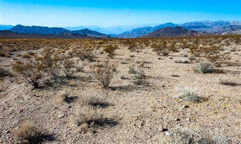 Arid Desert Vegetation In Rock Desert In Valley Mountains Near Death