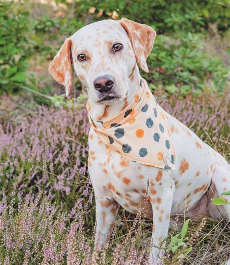 Dalmatian Colors Do Dalmatians Only Have Black Spots