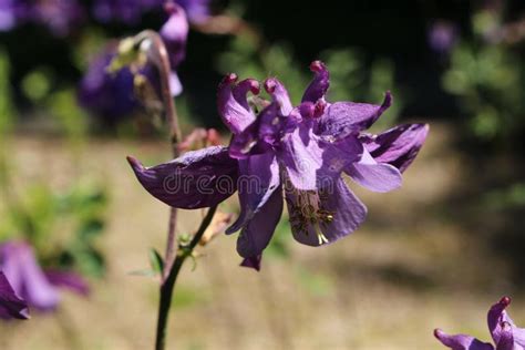 `granny`s Bonnet` Flower Aquilegia Vulgaris Stock Image Image Of