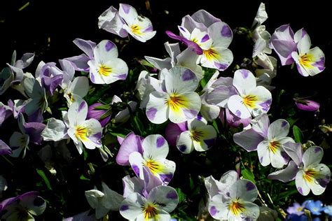 Pansies Flowers Colorful - Free photo on Pixabay