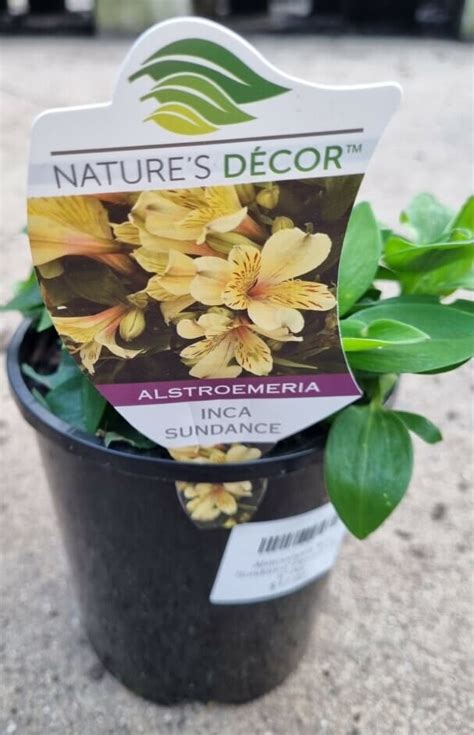 Alstroemeria Inca Sundance Peruvian Lily Pot Hello Hello Plants