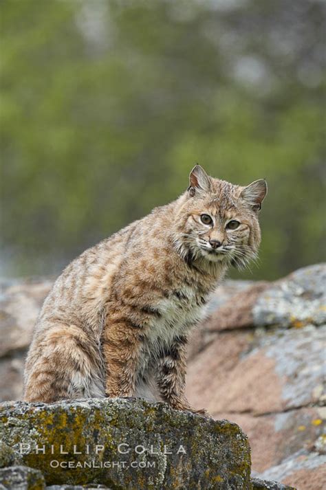 Bobcat Lynx Rufus 15923 Natural History Photography