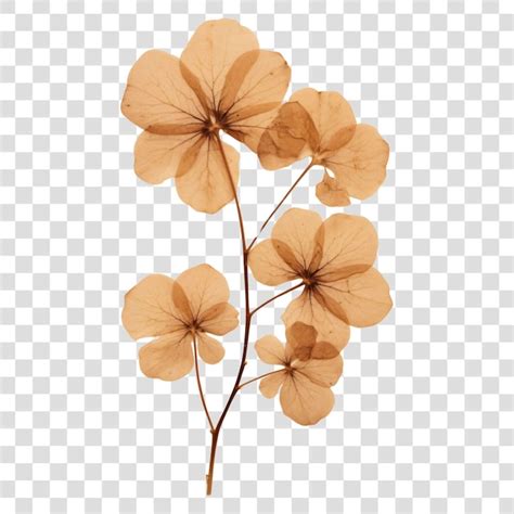 Premium Psd Png Real Pressed A Hydrengea Flower Leaf Plant