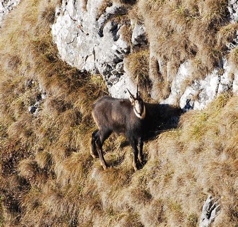 Fauna Masivului Ceahlău