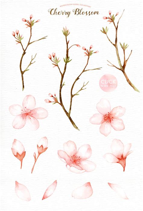 Cherry Blossom Drawing Cherry Blossom Watercolor Cherry Blossom