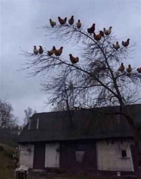 plant   chickens plants  chickens funny plants