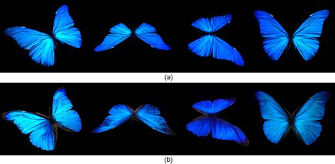 Morpho Butterfly Rendering