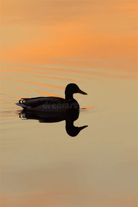 Male Mallard Swimming In A Lake At Sunset Stock Image Image Of