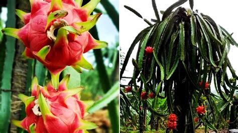 Dragon Fruit Farming ड्रैगन फ्रूट की खेती के लिए किसानों को 12 लाख