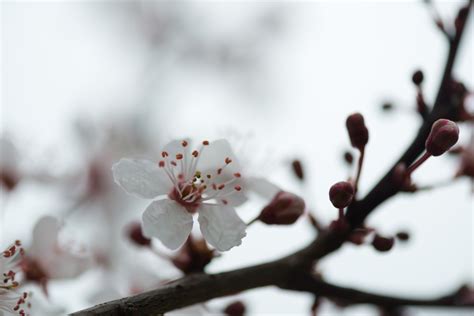 無料画像 自然 ブランチ 雪 冬 工場 白 写真 葉 花弁 咲く フード 春 緑 作物 ナチュラル 庭園