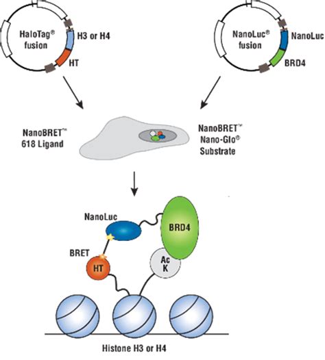 Nanobret™ Assays To Analyze Virus Host Protein Protein Interactions In Detail Promega Connections